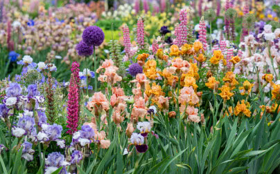 Irysy w ogrodzie i doniczce - jak i kiedy sadzić? Uprawa kosaćców, która zapewni piękne kwiaty