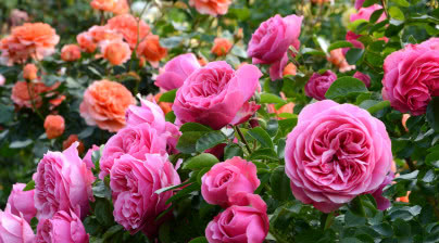 W tych krajach rosną perfumy! Festiwale róż przyciągają mnóstwo turystów. Dwa z nich odbywają się w Polsce